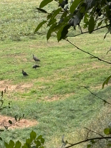 Wild Turkey