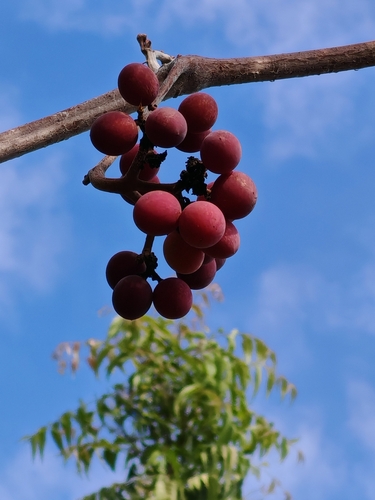 Ampelocissus acapulcensis (Ampelocissus acapulcensis)