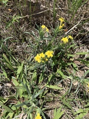 Lithospermum incisum
