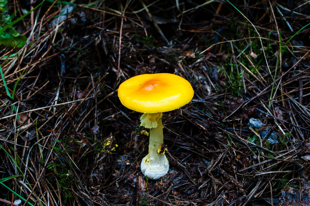 Frost's Amanita · September 2026 · photo: Photo: (c) Alex, some rights reserved (CC BY) · iNaturalist