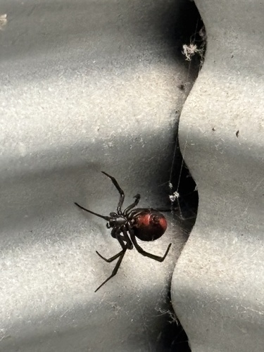 Redback Spider