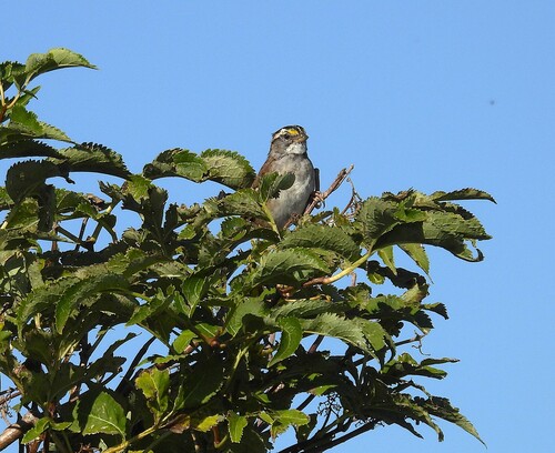 White-throated Sparrow