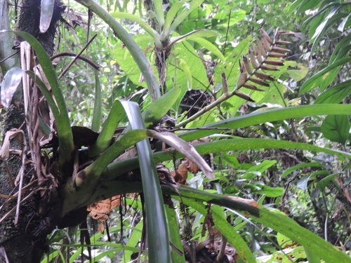 Vriesea ensiformis