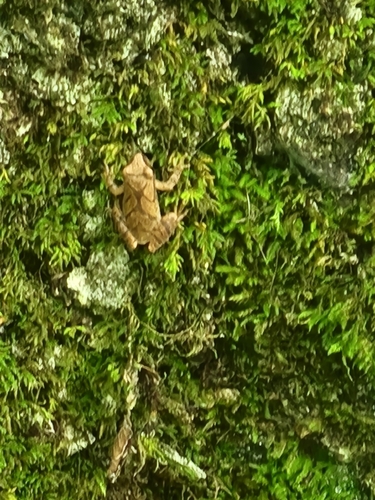 Spring Peeper