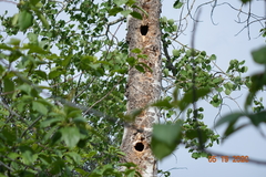 Colaptes auratus