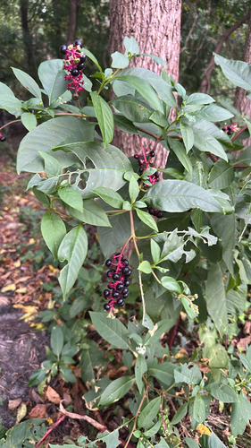 American pokeweed