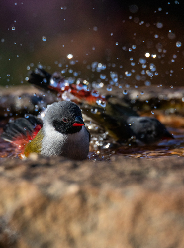 iNaturalist image