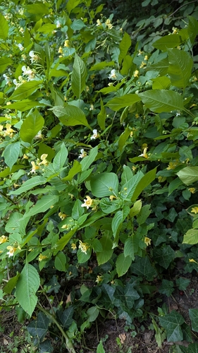 Yellow Kashmir Balsam