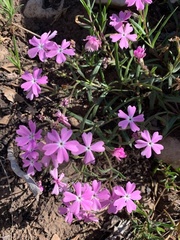 Phlox woodhousei