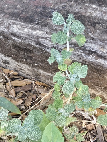 Marrubium vulgare, photograph 6