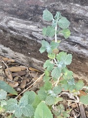 Marrubium vulgare, photograph (c) Jo Roberts, some rights reserved (CC BY)