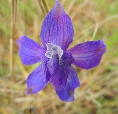 Delphinium bicolor