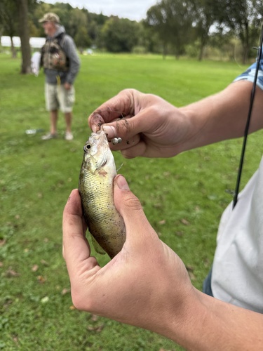 Yellow Perch