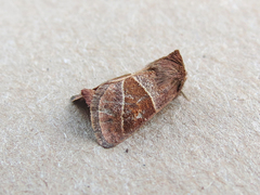 Lemmeria digitalis