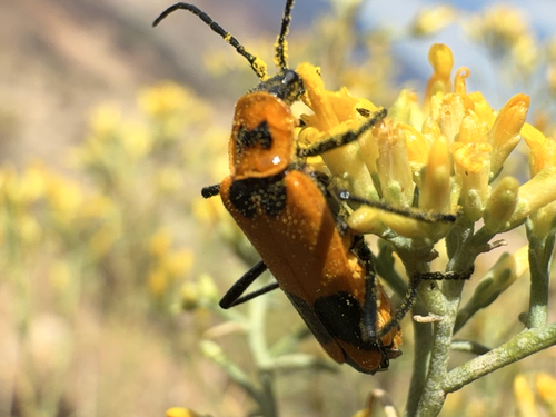 Chauliognathus fasciatus