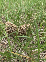 Morchella americana