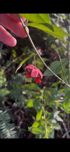strawberry bush