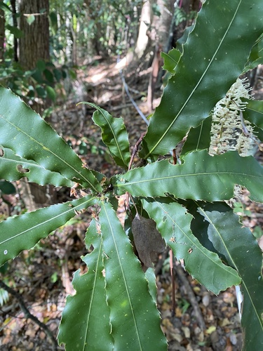 Rough-shell Queensland Nut