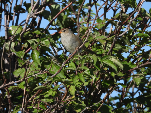 White-crowned Sparrow