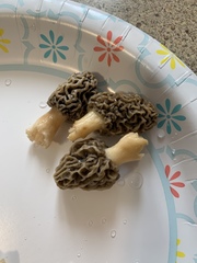 Morchella americana