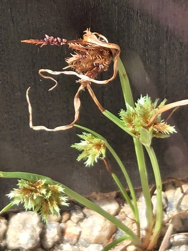 Cyperus squarrosus, photograph 6