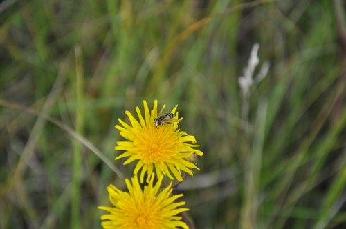 Broad-headed Marsh Fly