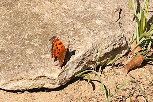 Eastern Comma