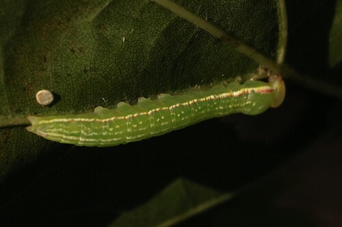 Angulose Prominent