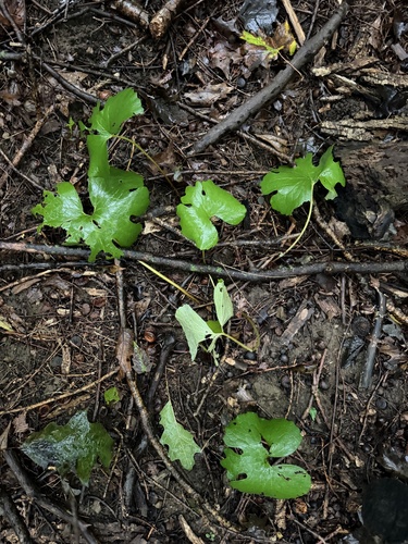bloodroot