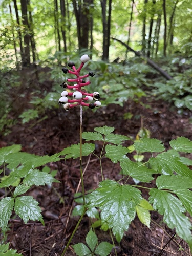 white baneberry