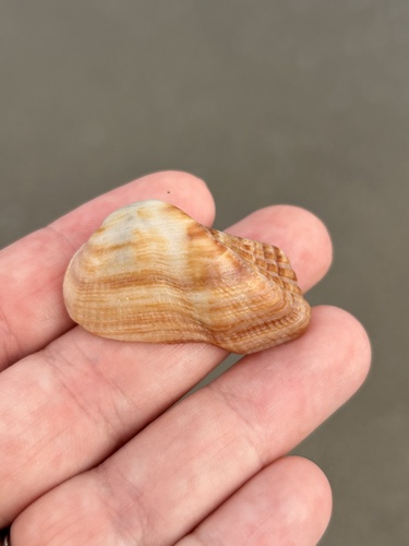Arca imbricata observed 2026-09-20