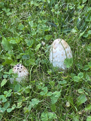 Shaggy Mane