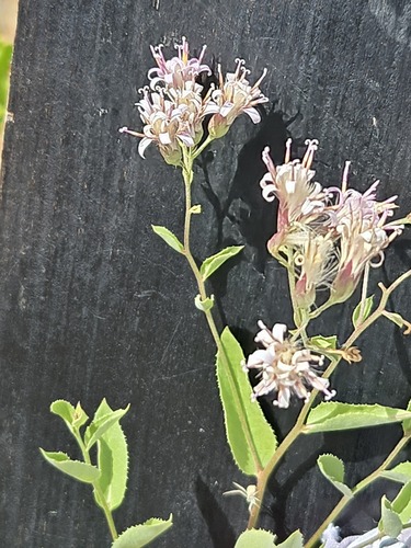 Acourtia wrightii