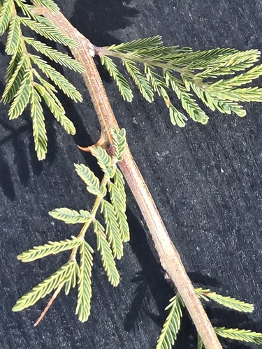 Mimosa biuncifera, photograph 3
