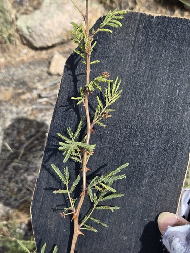 Mimosa biuncifera, photograph 2