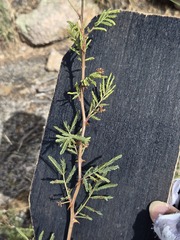 Mimosa biuncifera, photograph (c) Jo Roberts, some rights reserved (CC BY)