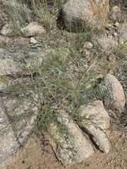 Mimosa biuncifera