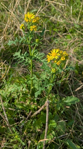 ragwort