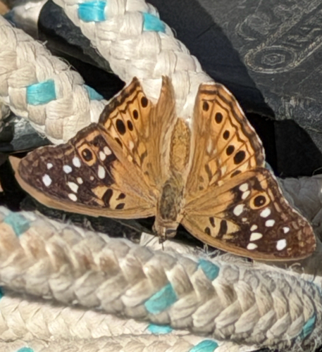 Hackberry Emperor