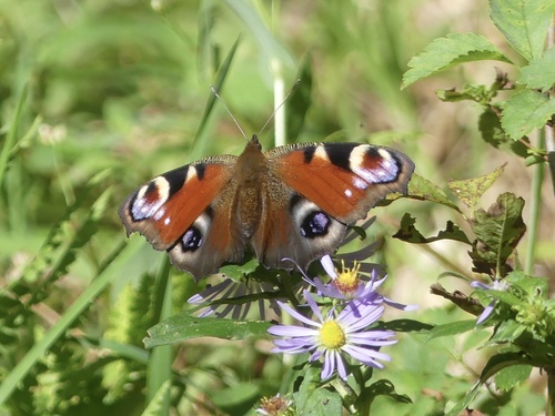 European Peacock Butterfly