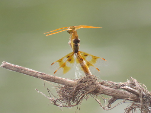 Mexican Amberwing