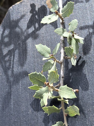 Quercus turbinella, photograph 3