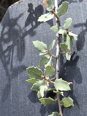 (c) Jo Roberts, some rights reserved (CC BY) Quercus turbinella, photograph (c) Jo Roberts, some rights reserved (CC BY)