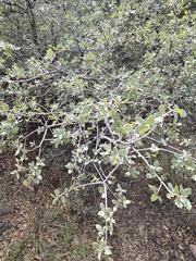 (c) Jo Roberts, some rights reserved (CC BY) Quercus turbinella, photograph (c) Jo Roberts, some rights reserved (CC BY)