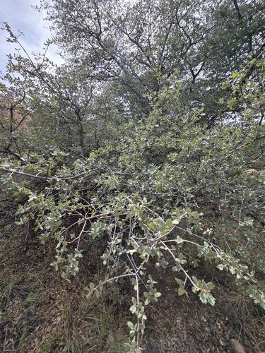 Quercus turbinella, photograph 5