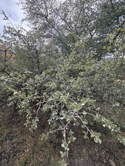 (c) Jo Roberts, some rights reserved (CC BY) Quercus turbinella, photograph (c) Jo Roberts, some rights reserved (CC BY)