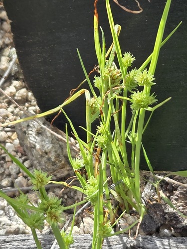 Cyperus squarrosus, photograph 5
