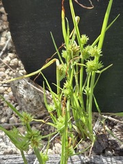 Cyperus squarrosus, photograph (c) Jo Roberts, some rights reserved (CC BY)