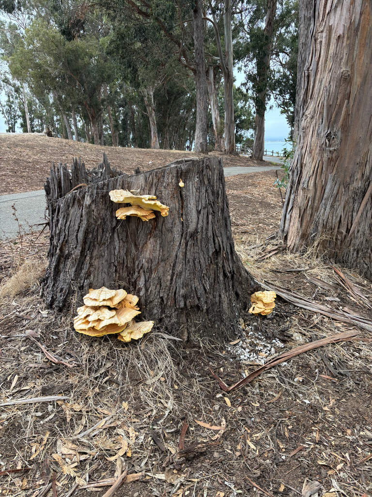 Western Hardwood Sulphur Shelf · September 2026 · photo: Photo: (c) Lisa Biasillo, some rights reserved (CC BY) · iNaturalist