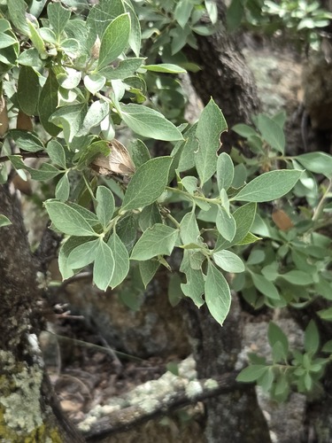 Garrya wrightii